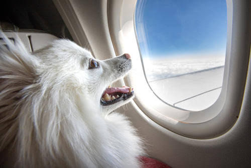 Um cachorro pequeno, peludo e inteiramente branco, da raça Spitz Alemão ou Samoieda, aparece de perfil dentro da cabine de um avião. Ele está com a boca aberta em uma expressão animada e olha fixamente pela janela da aeronave, que revela a asa do avião voando acima de um mar de nuvens brancas sob um céu azul claro.