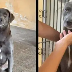 Desaparecimento de cão mobiliza morador de Ananindeua e redes sociais