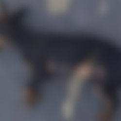 Criança entrega cachorro morto à Polícia Militar e denuncia o próprio pai por maus-tratos em Minas Gerais