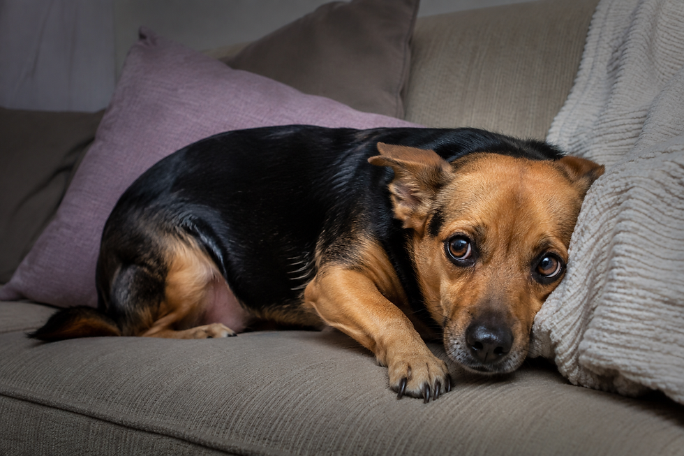 Um cachorro de porte pequeno a médio, com pelagem preta no dorso e marrom (caramelo) no rosto e nas patas, deitado em um sofá cinza confortável. Ele apoia a cabeça de lado contra uma manta branca felpuda e olha diretamente para a câmera com olhos grandes e expressivos. Ao fundo, há almofadas nos tons de cinza e rosa claro.