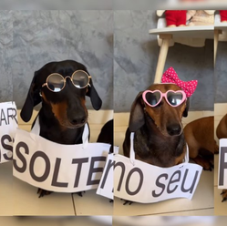 Cachorros protagonizam protesto criativo contra fogos de artifício nas redes sociais