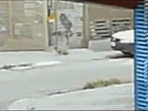 Crueldade chocante: cão comunitário é queimado com líquido quente em Goiânia