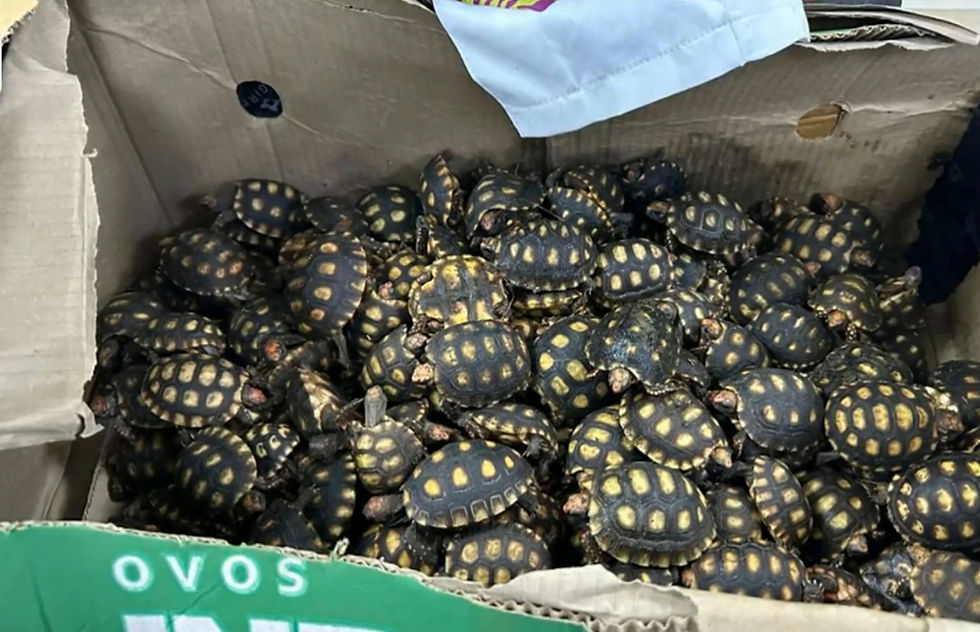 Reprodução - TV Globo