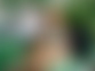 Comissão aprova direito de animais domésticos serem acolhidos em abrigos emergenciais junto com tutores