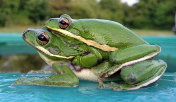 Duas rãs verdes e brilhantes aparecem em primeiro plano, com uma posicionada diretamente sobre o dorso da outra em comportamento de amplexo (reprodução). Ambas possuem pele lisa na cor verde-bandeira, uma listra amarela clara marcante que corre pelas laterais do corpo e grandes olhos castanhos salientes, apoiando-se sobre uma superfície azul-turquesa lisa e úmida, com folhagens verdes totalmente desfocadas ao fundo.