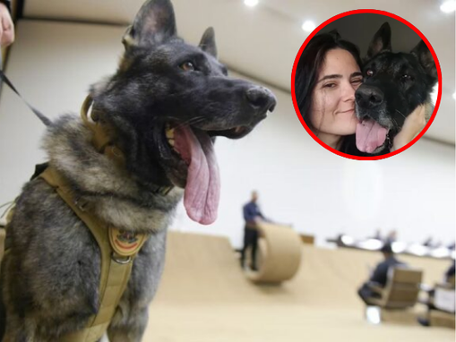 Contratos do canil do Senado revelam falhas após ataque que matou veterinária