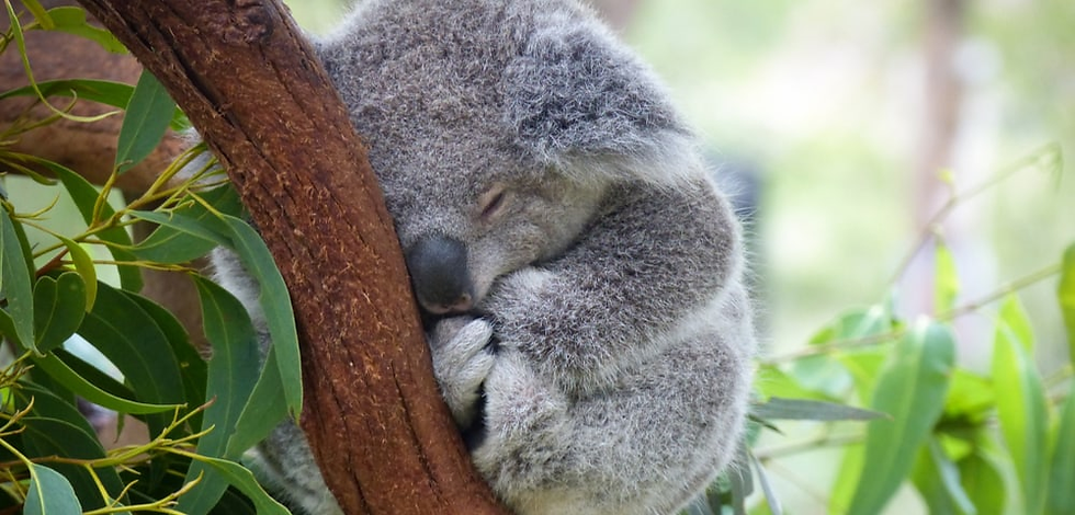 Coala tirando um cochilo | Foto: Richard A Wall – Shutterstock