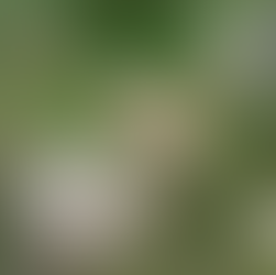 ‘Percevejo-picasso’: conheça o inseto que colore a natureza africana como uma obra de arte