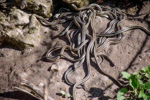 Namorados na Natureza: Conheça os Animais Mais Românticos do Reino Selvagem