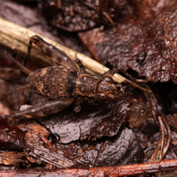Atenção ao ‘cri cri’: pesquisadores afirmam que grilos são importantíssimos na natureza