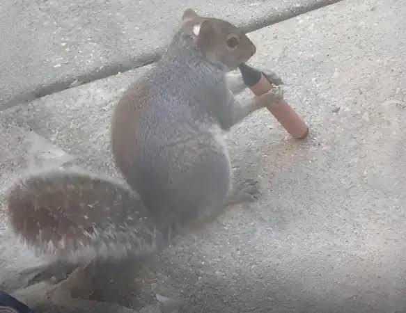 Esquilos são flagrados “fumando” cigarros eletrônicos em grandes cidades