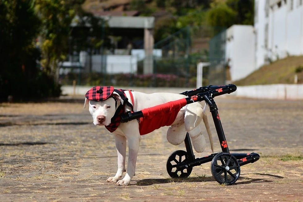 Um cachorro branco de porte médio, com características da raça Pit Bull, veste uma roupinha e um boné xadrez em tons de vermelho e preto enquanto utiliza uma cadeira de rodas preta para cães. O equipamento possui suporte vermelho para o corpo, rodinhas pretas com detalhes de patinhas vermelhas e acomoda as patas traseiras, que estão enfaixadas com ataduras brancas, enquanto ele se apoia nas patas dianteiras sobre um chão de paralelepípedos ao ar livre.