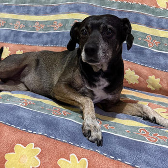 uma cachorra idosa deitada na cama