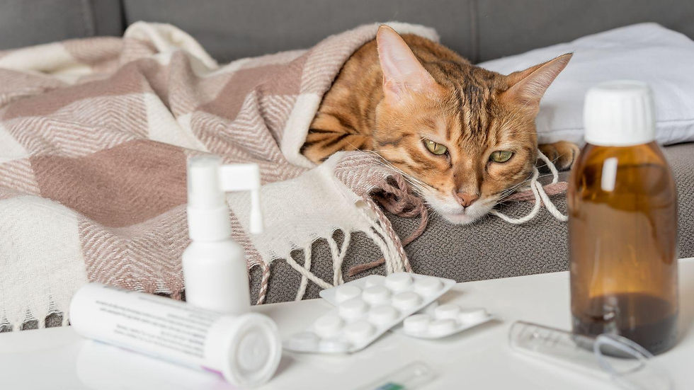 Um gato da raça Bengal, com pelagem marrom-dourada e listras escuras bem definidas, aparece deitado de forma melancólica com a cabeça baixa sobre um sofá cinza. O felino está coberto até o pescoço por uma manta de lã xadrez em tons de marrom e branco, apoiando a cabeça perto de um travesseiro branco. Em primeiro plano e ligeiramente desfocados sobre uma mesa branca, estão organizados vários itens médicos, incluindo cartelas de comprimidos brancos, um frasco de spray borrifador branco, um tubo cilíndrico de pomada ou medicamento deitado e um frasco de xarope em vidro âmbar com tampa branca à direita.