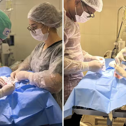 Gato é baleado com chumbinho em Goiânia e passa por cirurgia de emergência