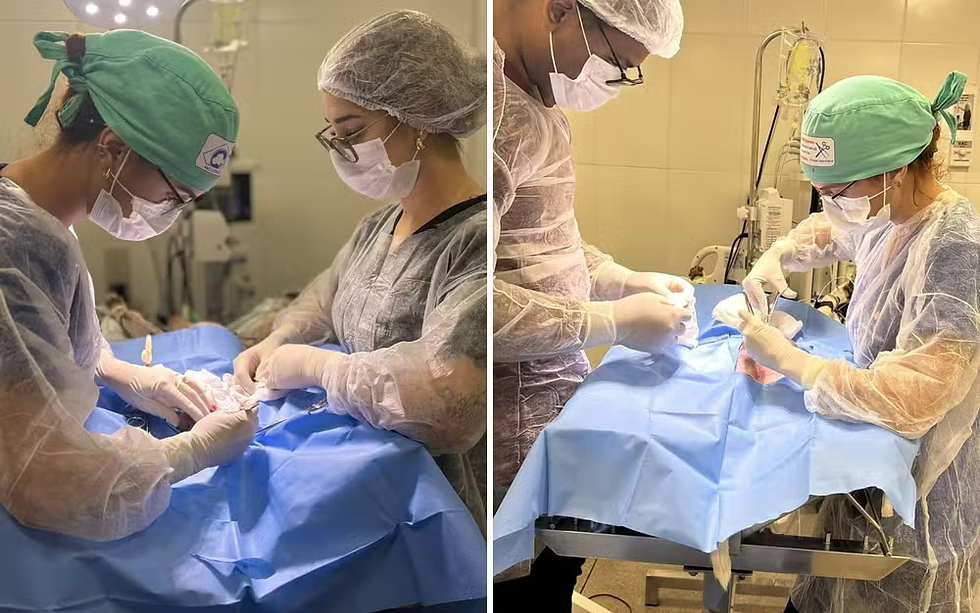 Gato é baleado com chumbinho em Goiânia e passa por cirurgia de emergência