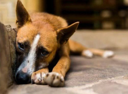 Câmara avalia projeto que propõe castração química e prisão para abusadores sexuais de animais