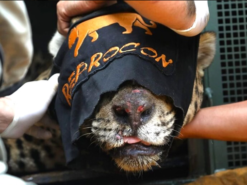 Animais que atacam humanos: o que determina a lei?