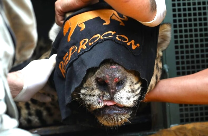 Animais que atacam humanos: o que determina a lei?