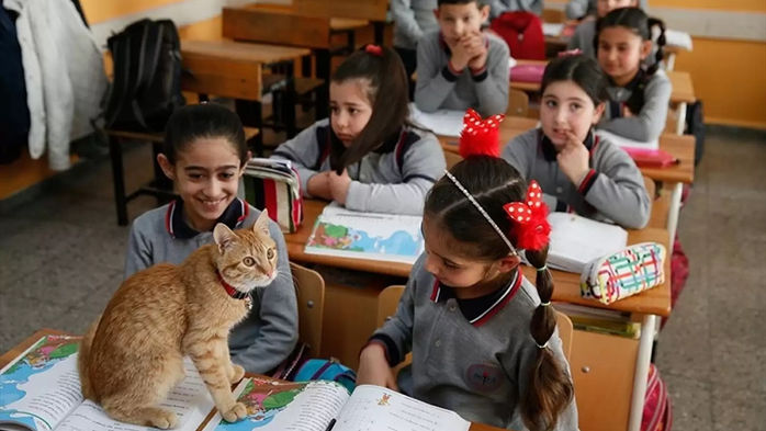 Gato vira “aluno” e conquista sala de aula após invadir escola na Turquia