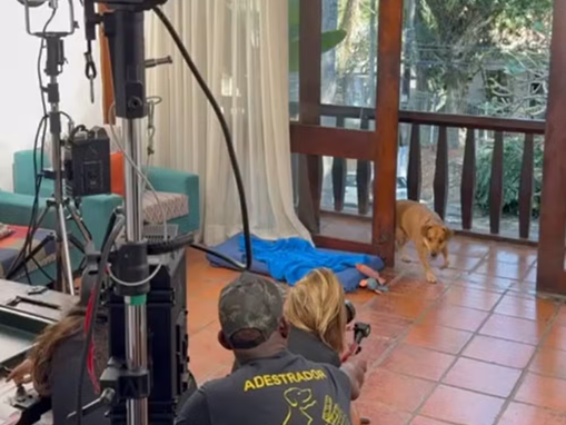 Estrelas de Quatro Patas: a Primeira Novela Pet do Brasil Une Drama, Humor e Adoção Responsável