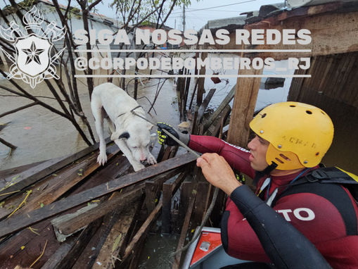 Corpo de Bombeiros do Rio já resgatou quase 6 mil animais ainda em 2026