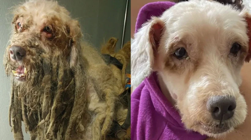 O cachorro Scooby foi adotado depois de anos de maus-tratos e doenças | Foto: ONG Anjos da Proteção Animal/ Reprodução