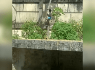 Tragédia no zoológico: jovem com histórico de transtornos mentais morre após invadir jaula de leoa na Paraíba