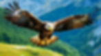 eagle-freely-flying-under-the-sunlight-and-blue-sky-predatory-bird-hunting-in-safari-east-