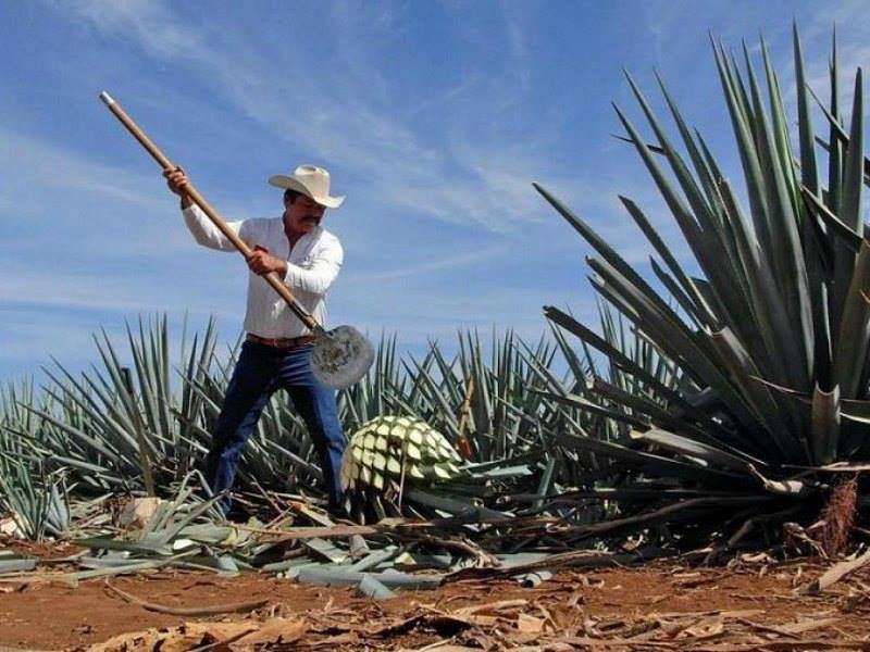 El proceso del Tequila