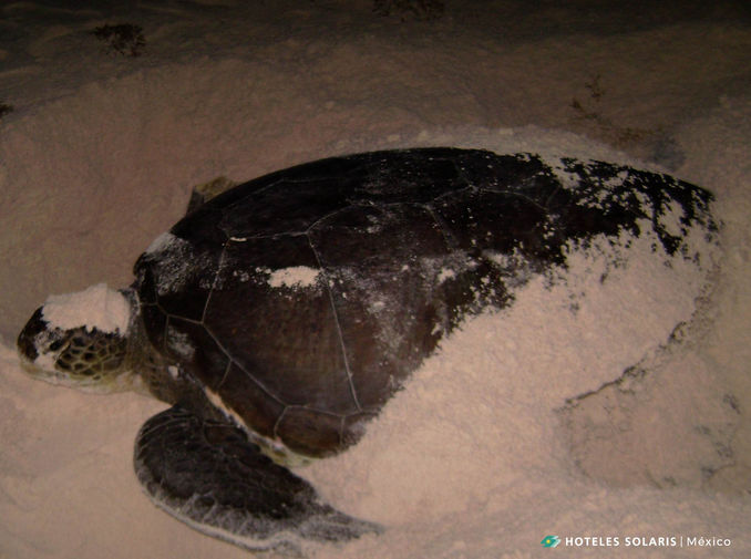 Temporada de anidación de tortugas