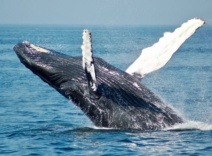 Ballenas en Los Cabos: ¿cuándo es la mejor temporada para el avistamiento?