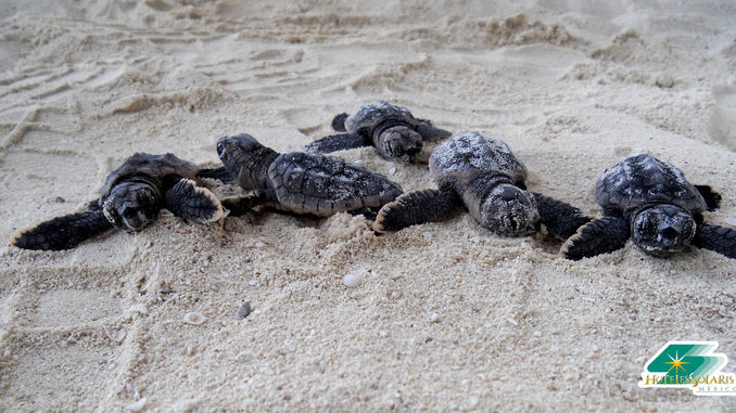 Temporada de Tortugas 2017