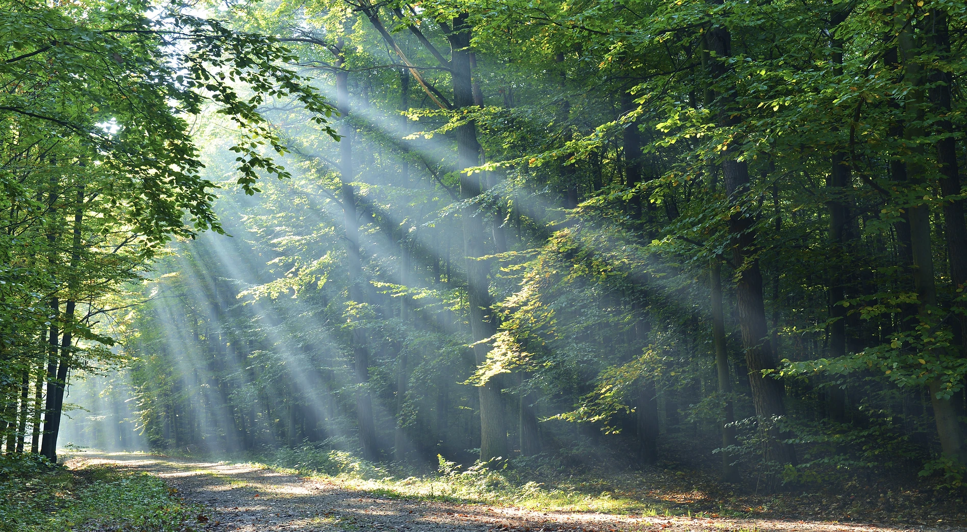Forest.webp