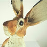 Ceramic Hare by Tracy Whinray