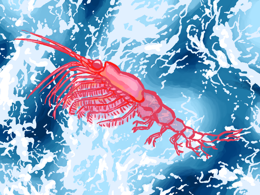 Krill The Disappearing Backbone of Marine Ecosystems