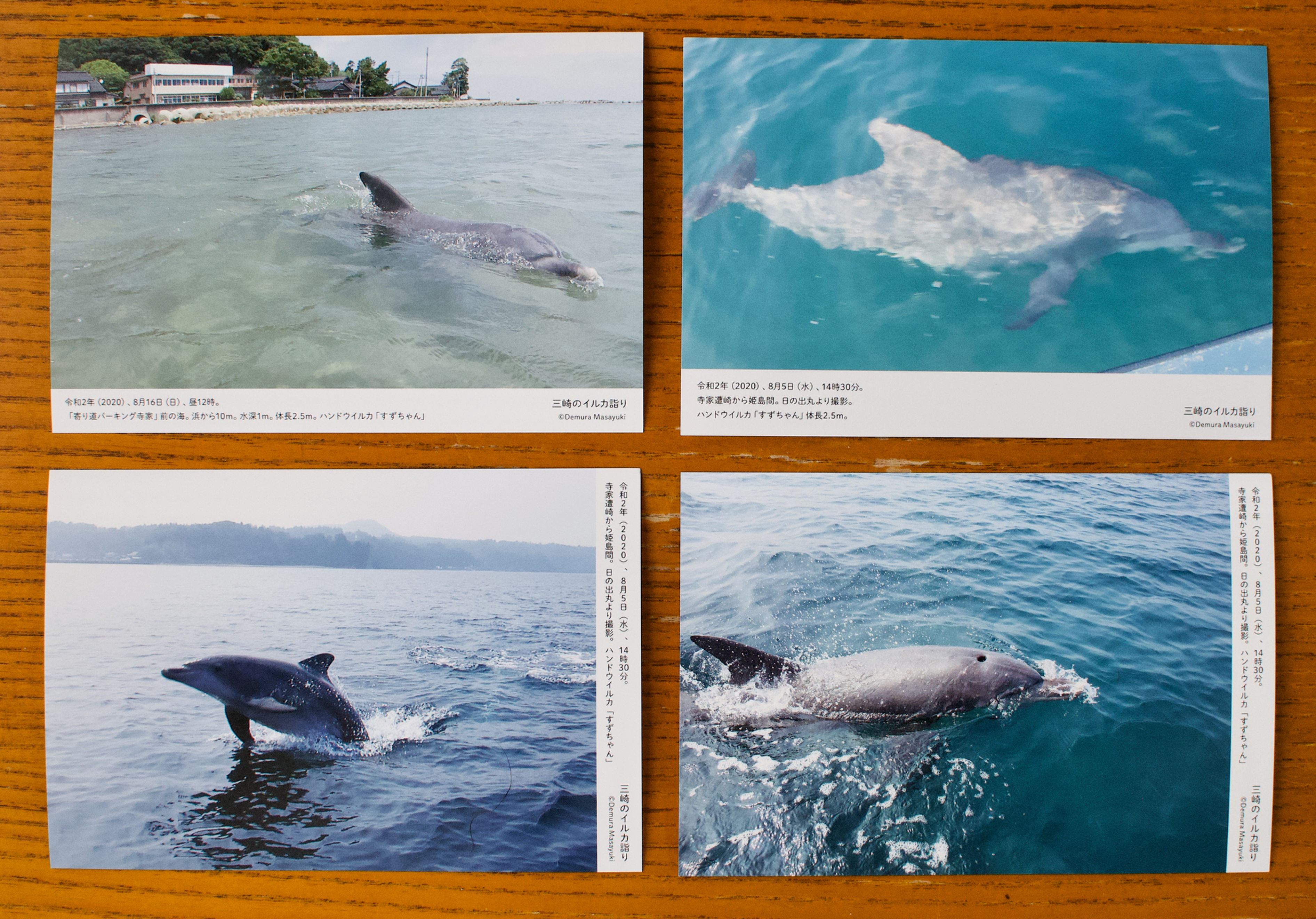 三崎のイルカ詣りポストカード4枚セット