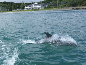 三崎ドルフィンズ誕生物語