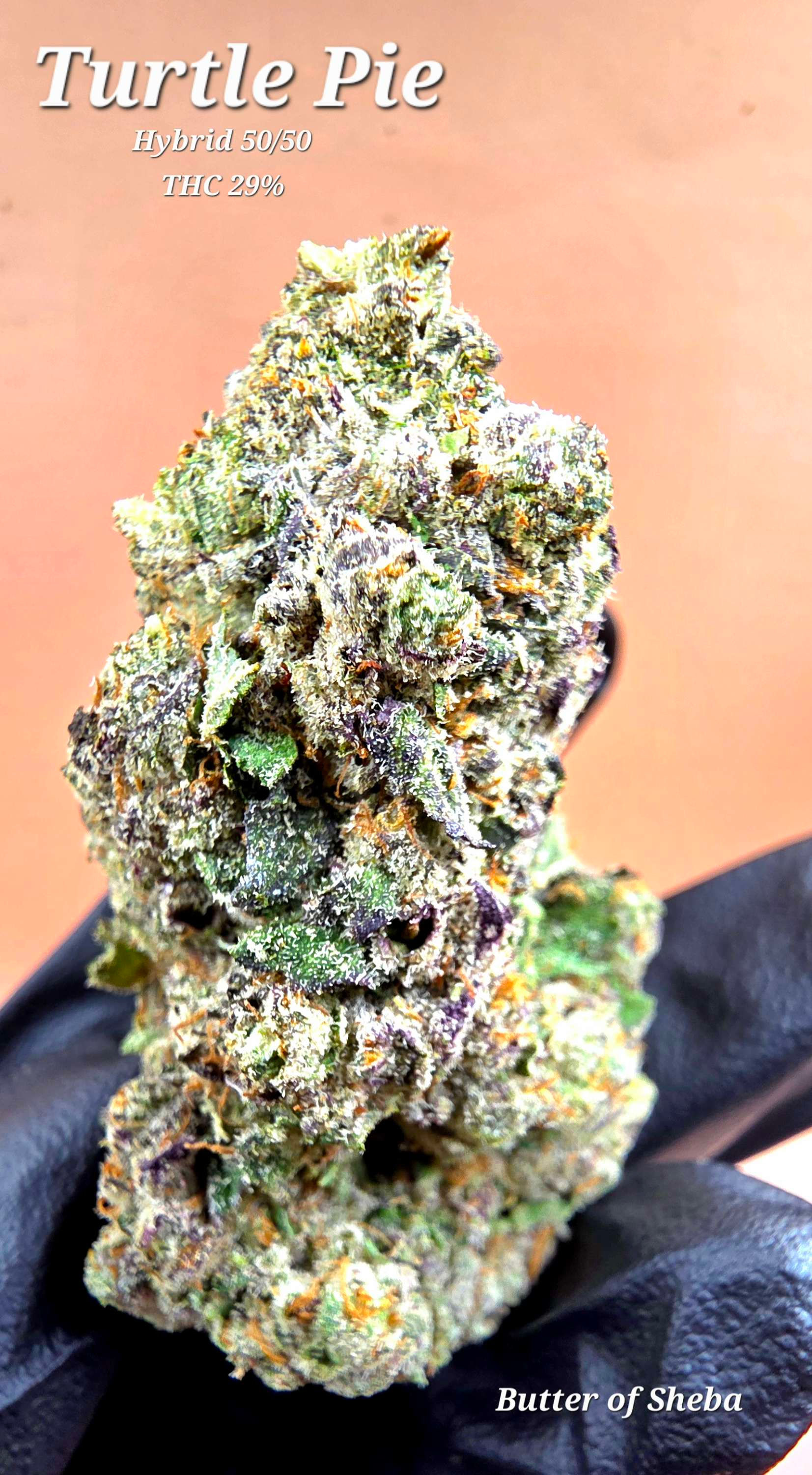 Flower: Turtle Pie (H)