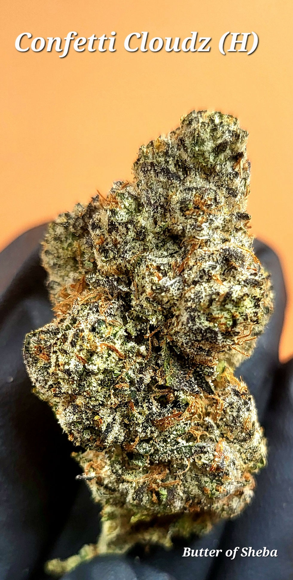 Thumbnail: Flower: Confetti Cloudz (H)