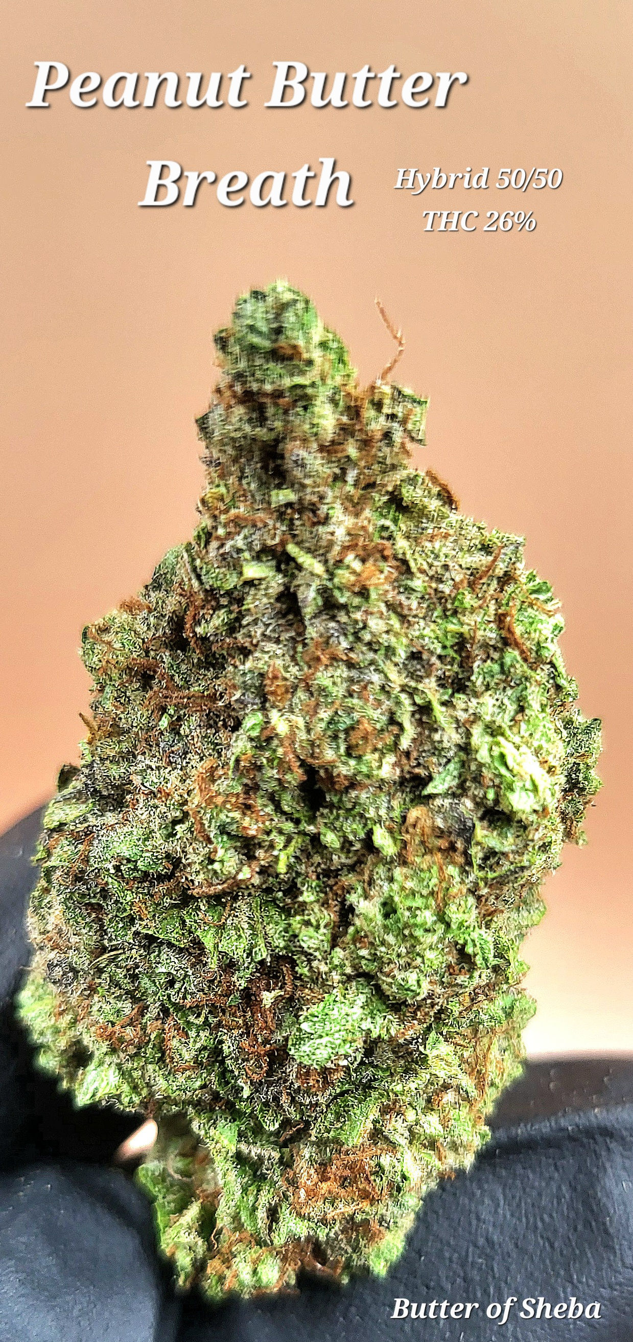 Flower: Peanut Butter Breath (H)