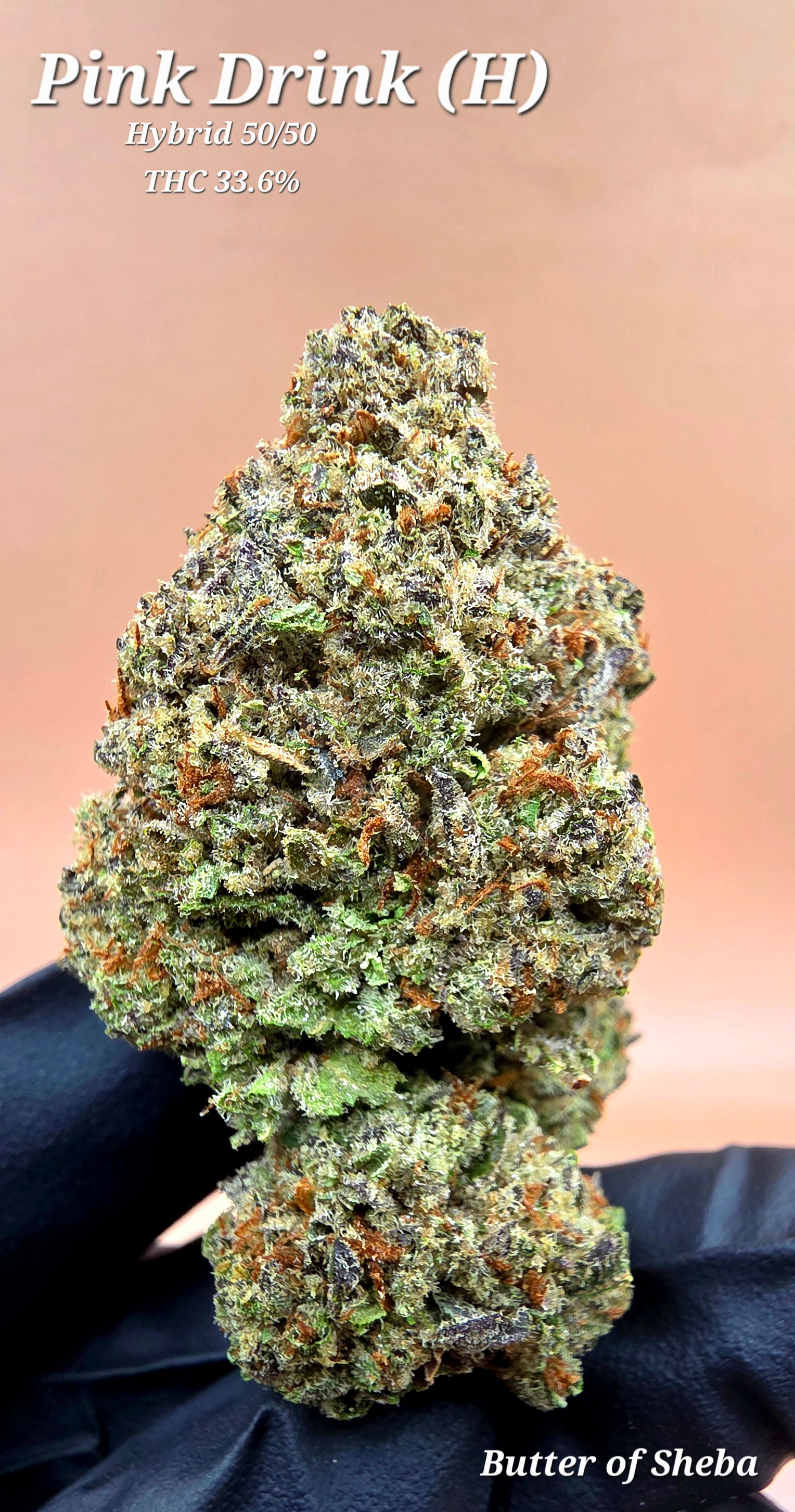 Flower: Pink Drink (H)