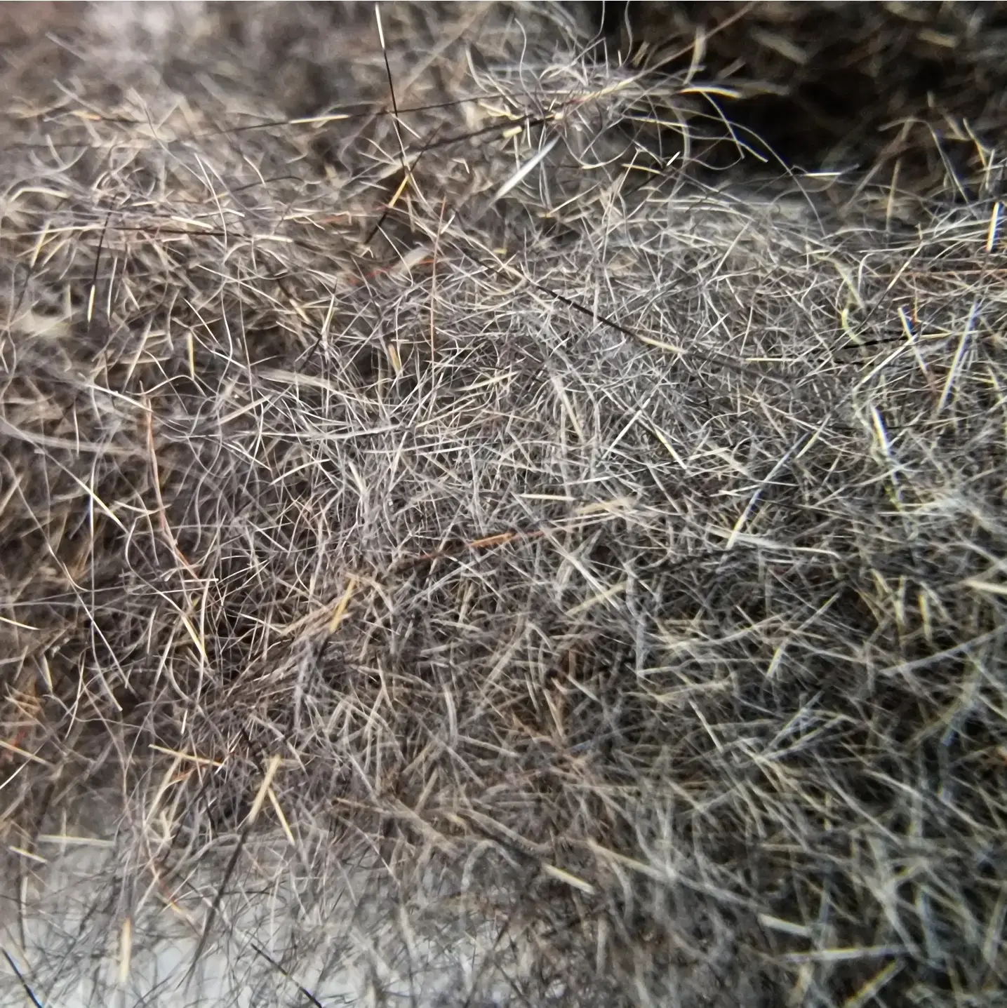 Kindale pine squirrel dubbing