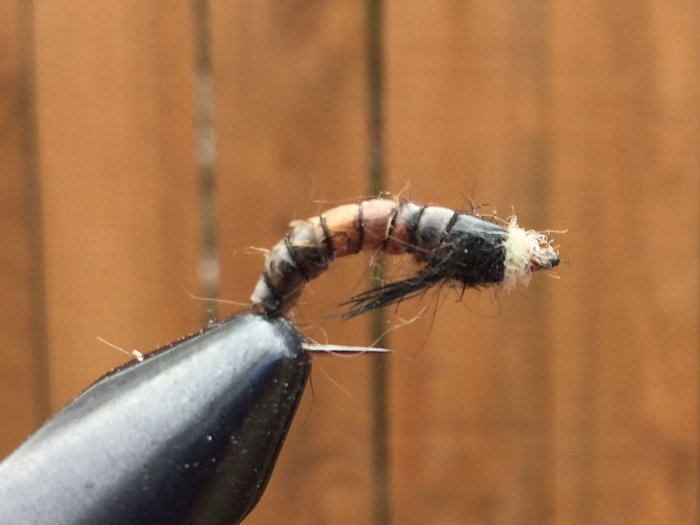 Free Swimming Caddis