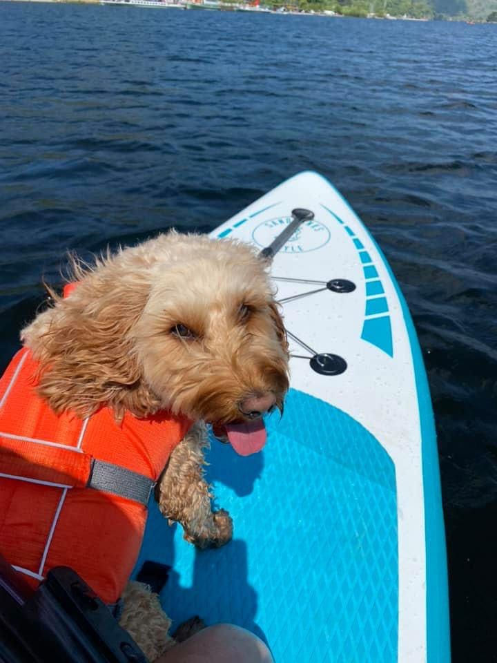SUP dog