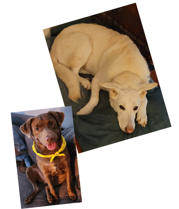 Connie Mendez adamsinsurance