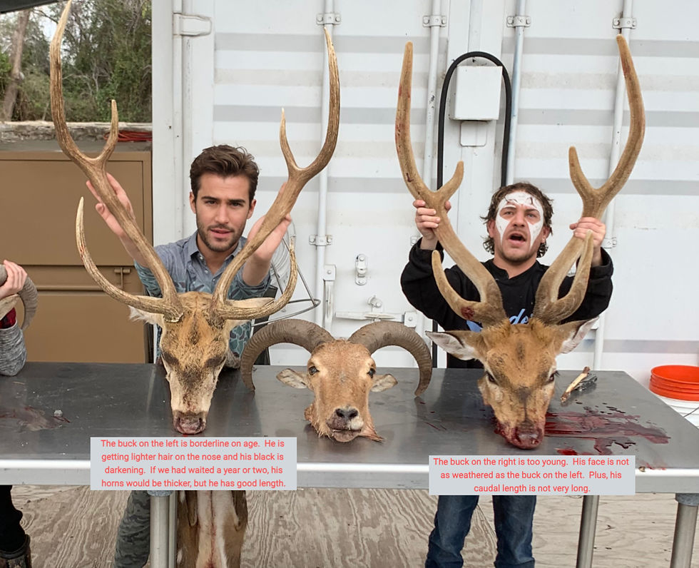 Corazon Ranch Project Axis Rules | Corazon Ranch Exotic