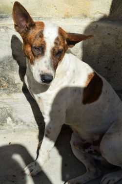 Old Havana dog 01