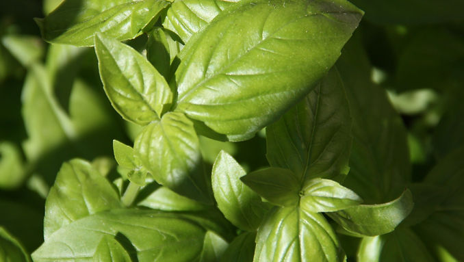 laboratory of flowers - basil