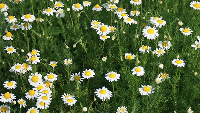 laboratory of flowers - camomile